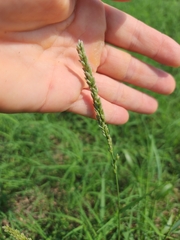 Tridens albescens