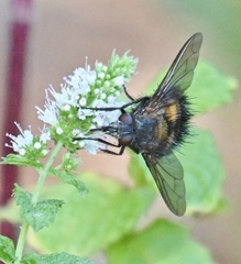 Paradejeania rutilioides