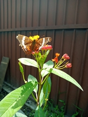 Anartia fatima