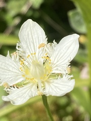 Parnassia cirrata intermedia