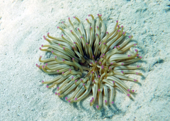 Condylactis aurantiaca