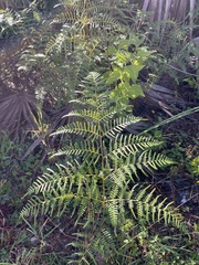 Pteridium