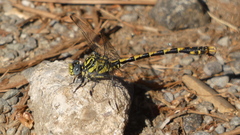 Onychogomphus uncatus