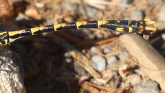 Onychogomphus uncatus