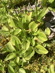 Parnassia cirrata intermedia