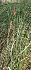 Carex