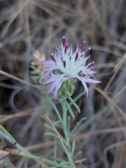 Centaurea aspera stenophylla