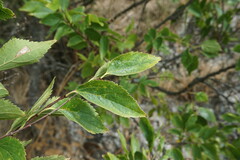 Celtis planchoniana