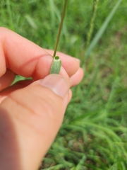 Tridens albescens
