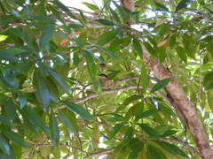 Xanthotis macleayanus