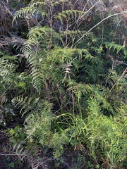 Pteridium