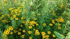 Rudbeckia