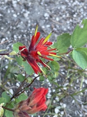 Castilleja miniata miniata
