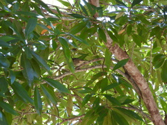 Xanthotis macleayanus