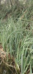 Carex