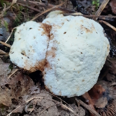 Hypomyces chrysospermus