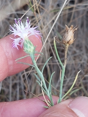 Centaurea aspera stenophylla