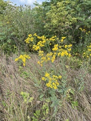 Solidago rigida
