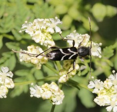 Chlorophorus sartor