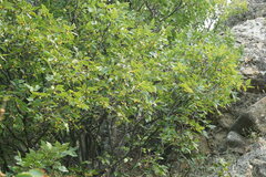 Celtis planchoniana