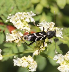 Chlorophorus sartor