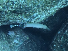 Aulostomus strigosus