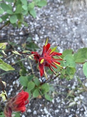Castilleja miniata miniata