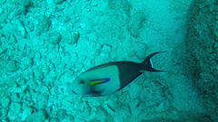 Acanthurus olivaceus