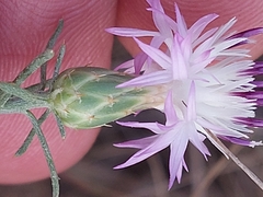Centaurea aspera stenophylla