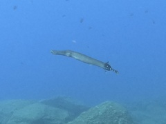 Aulostomus strigosus