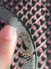 Eleutherodactylus campi