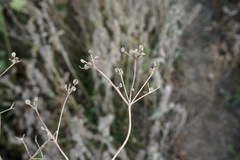 Trinia hispida