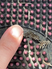 Eleutherodactylus campi