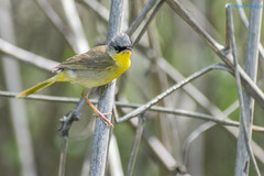 Geothlypis poliocephala