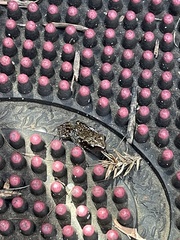 Eleutherodactylus campi