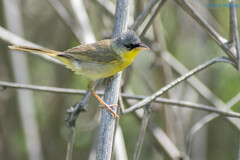 Geothlypis poliocephala