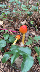 Amanita jacksonii