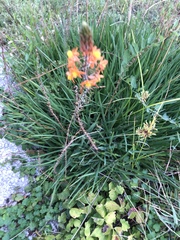Bulbine frutescens