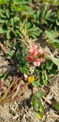 Indigofera hendecaphylla