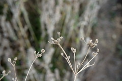 Trinia hispida