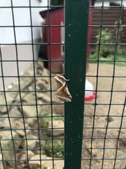 Habrosyne pyritoides