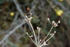 Trinia hispida
