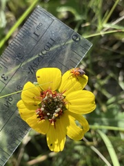 Neocapsus