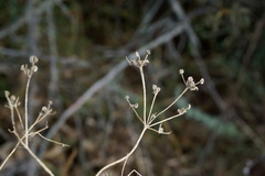 Trinia hispida