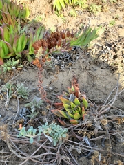 Dudleya