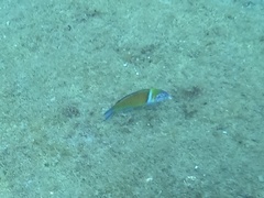 Thalassoma pavo