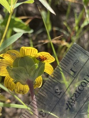 Neocapsus