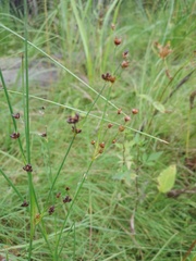 Juncus alpinoarticulatus