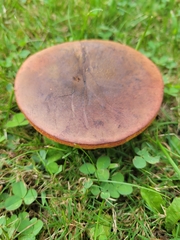 Suillellus luridus