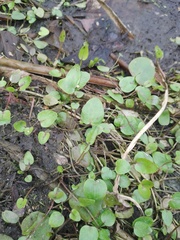 Alisma plantago-aquatica